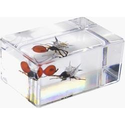 Miniatura Kit De Muestras De Insectos #4