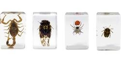 Miniatura Kit De Muestras De Insectos #4